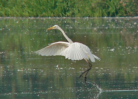 Grotezilverreiger200905